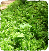 主食用米生産事業　家庭用　業務用