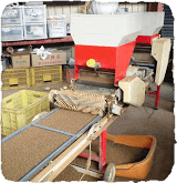 米粉用米生産事業