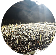 準備　３月〜４月　お米の苗