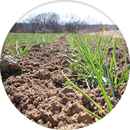 田植え　５月　移植