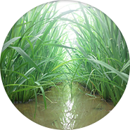 夏作業　６月〜９月