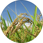 収穫　１０月〜１１月　稲穂