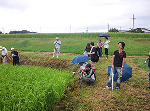 水田での作業体験の様子